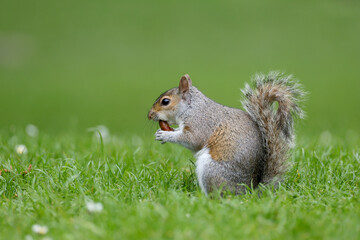 Beautifull grey squirrel (Sciurus carolinensis)  searching food in St James Park in London in a...