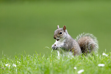Beautifull grey squirrel (Sciurus carolinensis)  searching food in St James Park in London in a beautiful sunny day of autumn. Photographed in a beautiful sunny spring afternoon in natural light. © Silviu