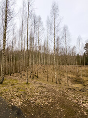 Pokainai forest is a scenically interesting place with steep hills, deep valleys and forest stands of different composition and age