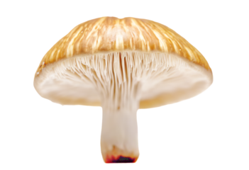 close background white Extreme mushroom sliced