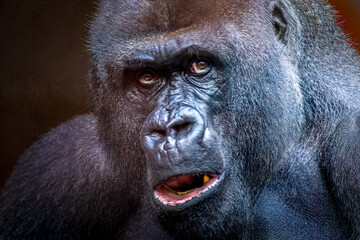 Obraz premium Western Lowland Gorilla portrait looking forward showing intense expression and dark cinematic lighting