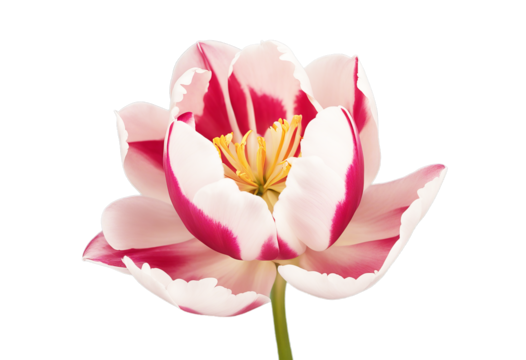 Beautiful flat vector Card mother's day flower text floral Tulip colors wedding your place minimal design isolated date illustration invitation Background Summer