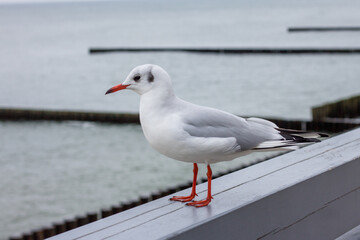 a seagull stands on the embankment. seagull looks at the sea. beautiful white seagull against the backdrop of the Baltic sea