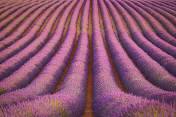 Selective focus on lavender flowers, beautiful purple lavender field in Gordes, la provence,  France