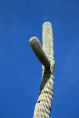 Lone saguaro cactus with clear blue sky background in the Sonoran desert near Mesa Arizona United...