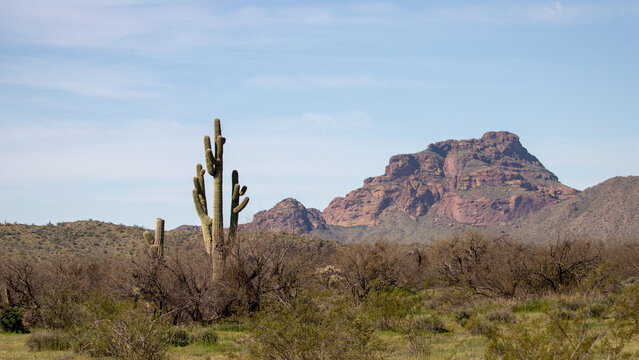 Saguaro cactus with Red Mountain in the background in the Salt River management area near Scottsdale Arizona United States
