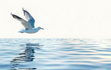 Fototapeta na wymiar Seagull Soaring Over Calm Ocean Waters Isolated on White Background.