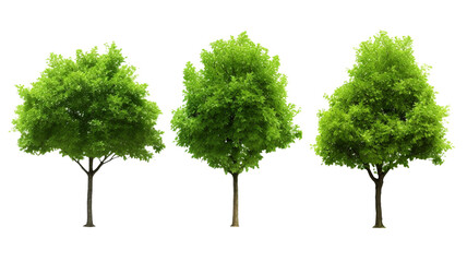Collection of three trees on transparent background.

