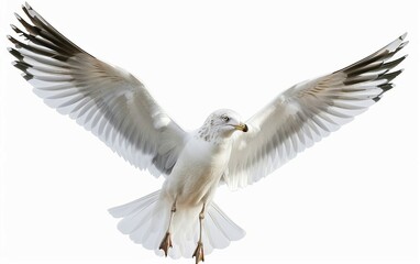 Fototapeta premium Seagull with Wings Outstretched Isolated on White Background.