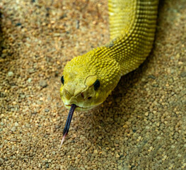 Mexican West Coast Rattlesnake or Mexican Green Rattler (Crotalus basiliscus), venomous snake, native to the west coast of Mexico.. © karlo54