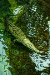 White Saltwater crocodile, also (Crocodylus porosus), albino, mossed, animal portrait, captive, Germany, Europe.