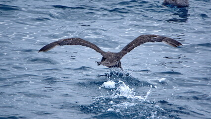 Obraz premium Giant petrel landing on the surface of the Southern Ocean off of Elephant Island, Antarctica