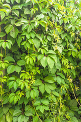 Fototapeta na wymiar Parthenocissus quinquefolia, Virginia creeper, Victoria creeper, five-leaved ivy, five-finger background; Natural background
