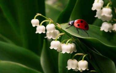 ladybug crawling on a lily of the valley leaf © iredman