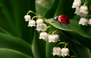 ladybug crawling on a lily of the valley leaf
