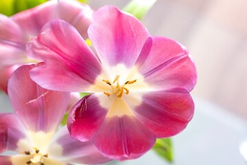 Naklejka na ściany i meble Tulipa agenensis flower detail with broken petal