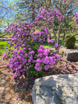 Purple flower bush in the garden. Bouquet of mauve flowers in nature. Wild violet flowers and green leaves in the park. Small pink tree in bloom.