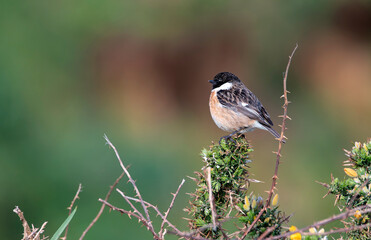 Male European Stonechat perched on a branch.