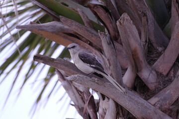 bird in a palm tree
