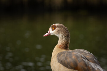 Spring portrait of an adult female Nile or Egyptian goose (Alopochen aegyptiaca) against the background of water - 768214525