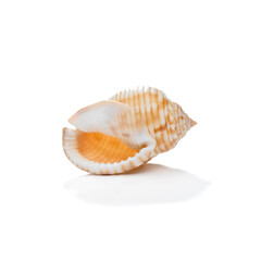 Sea shell isolated on white      