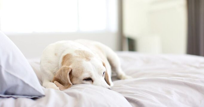 A senior beagle rests on cozy bed, bathed in soft light