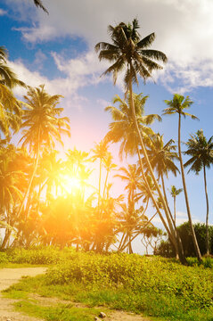 Coconut palm trees with lush leaves against the background of the sky and sun. Vertical photo