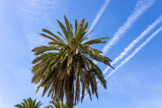 Tall palm tree against the blue sky, nature background
