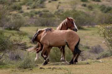 Wild horse stallions running and aggressivenly biting while fighting in the Salt River Canyon area near Scottsdale Arizona United States