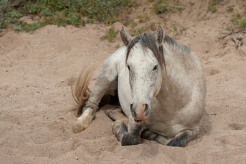 White stallioin wild horse laying down in dry creek sandwash in the Salt River wild horse management area near Scottsdale Arizona United States