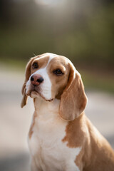 beagle dog portrait in nature