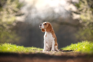 amazing beagle dog breed portrait in nature