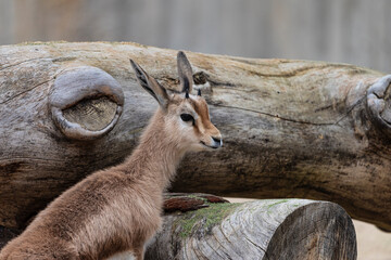 photographs of Dorcas gazelle, playing distractedly