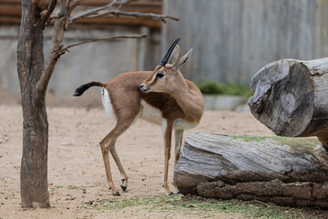 photographs of Dorcas gazelle, playing distractedly
