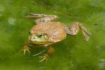 frog on a bed of algae