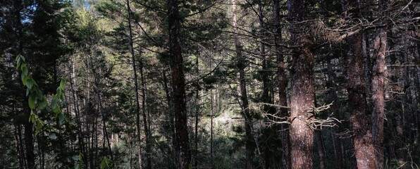 Obraz premium Pine Forest