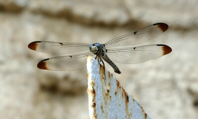 Macro shot of a dragonfly