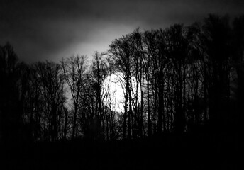The sunrise of the full moon behind the trees in black and white