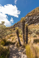 vertical shot of landscape with paramo vegetation surrounded by rock formations and mountains of the Los Nevados National Natural Park in Colombia