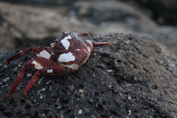 Crab on Rocks