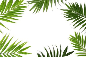 Fototapeta na wymiar palm leaves isolated on white background