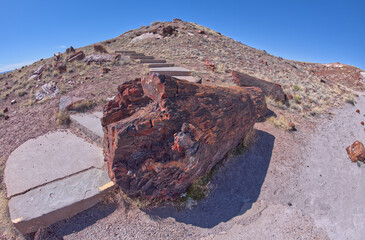 Steps going around a giant log in Petrified Forest AZ