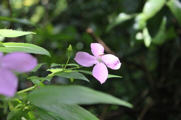 Hawaiian Flowers