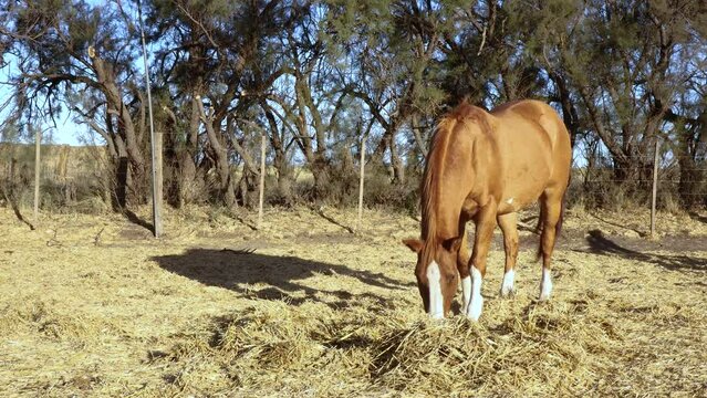 brown horse eating straw in rural landscape. 4K footage