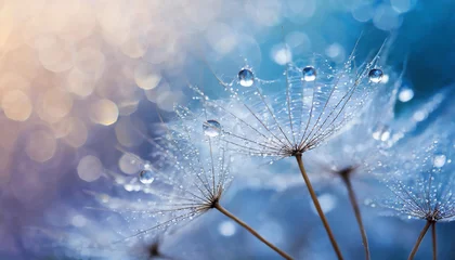 Foto op Canvas Dew drops on a dandelion seed macro. © Delly