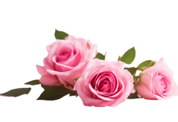 pink women's day love astilba Spring copyspace flower Theme roses mother's background Floral Pattern Abstract Design Summer Wedding Frame Nature Vintage