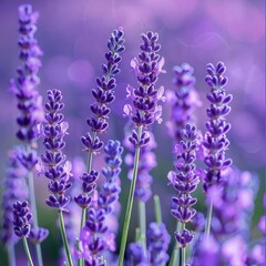 Fototapeta premium purple lavender background.