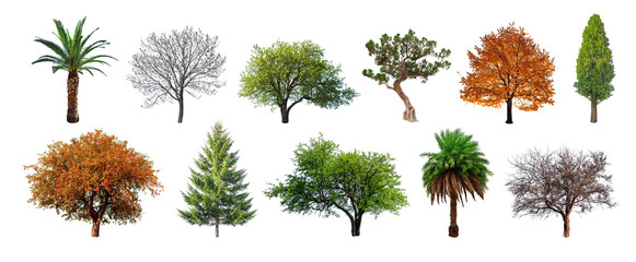 Isolate trees collections on transparent backgrounds 3d render png