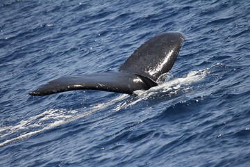 Obraz premium Humpback Whale Tail