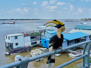 Great hornbill in Phnom Penh, Cambodia   © Harrison